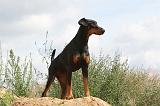 DOBERMANN 696